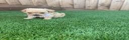 Cockapoo dogs for sale: 🐾 Adorable F1BB Teddy bear toy cockapoos 🐾 - Advert 5