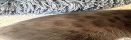Bengal cats for sale: Beautiful Bengal kittens - only 2 left!  - Advert 9