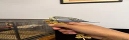 Budgerigars birds for sale: Hand Tame Baby Budgies - Advert 6