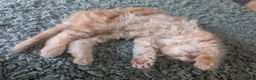 Maine Coon cats for sale: Maine Coon Kittens  - Advert 4
