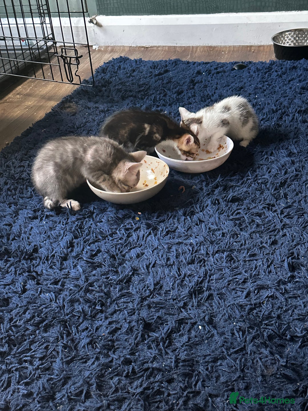 Bengal cats for sale: Bengal kittens  - Image 12
