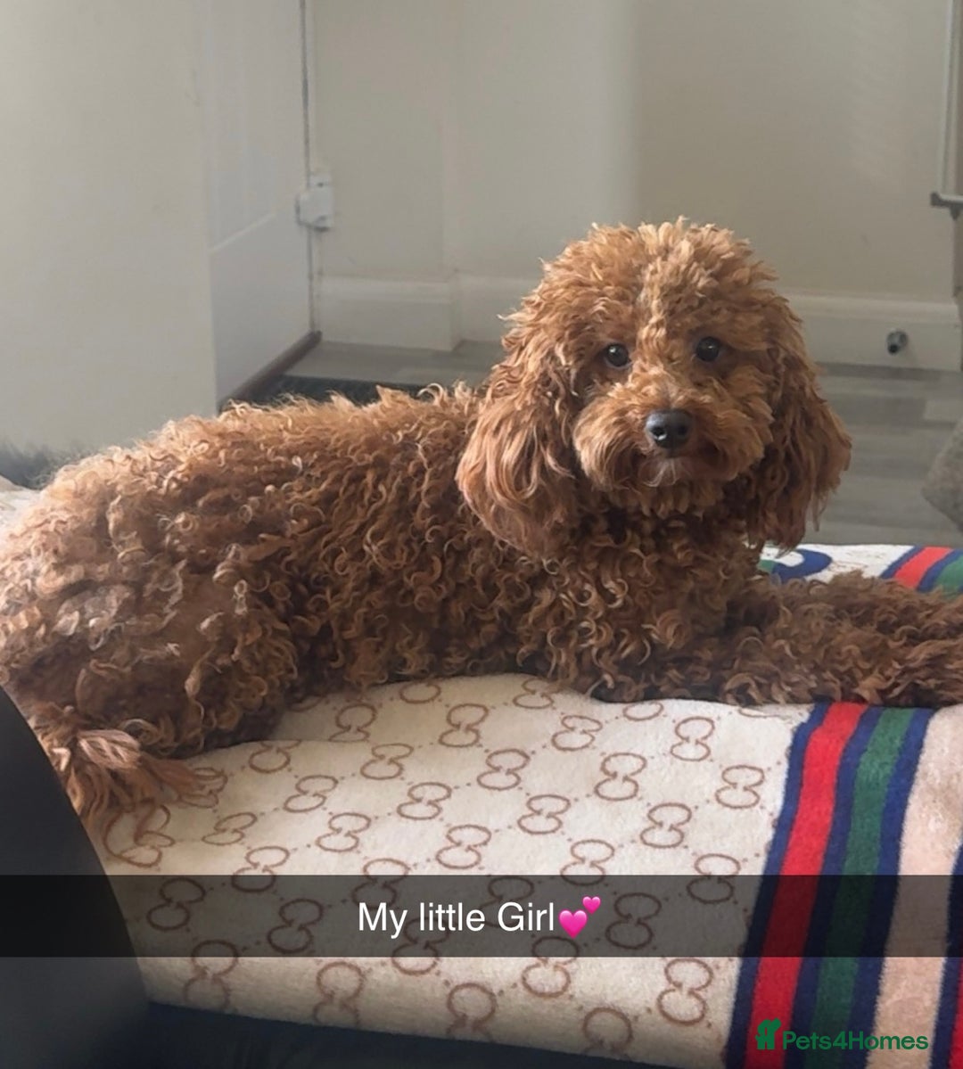 Cavapoochon dogs for stud: My female cavapoo - Image 1