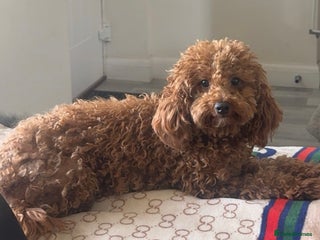 Cavapoochon dogs - Advert 21