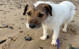 Mixed Breed dogs for adoption: Zori - Badersfield Norfolk  - Image 23