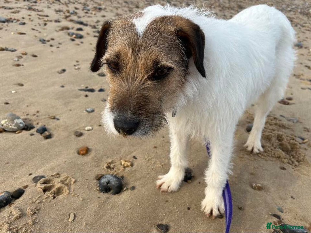 Mixed Breed dogs for adoption: Zori - Badersfield Norfolk  - Image 23