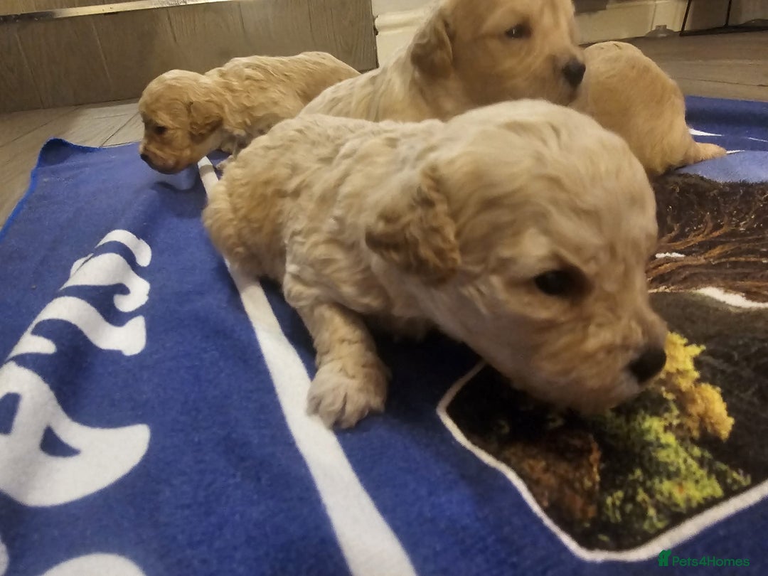 Mixed Breed dogs for sale: Cavachon Puppies for Sale  - Image 3