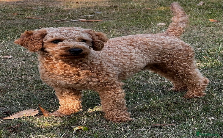 Toy Poodle dogs in Radstock - Advert 6