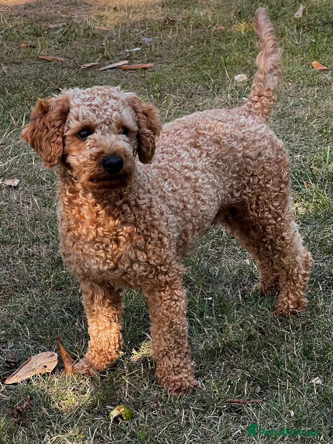Toy Poodle dogs for stud: KC Registered Red Toy Poodle Fully DNA Tested in Radstock - Advert 1
