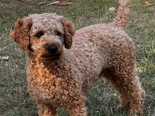 Toy Poodle dogs KC Registered Red Toy Poodle Fully DNA Tested in Radstock - Advert 15