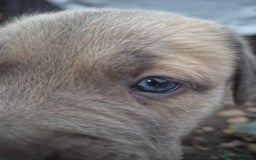 Cane Corso dogs for sale: Class Corsos  - Image 11