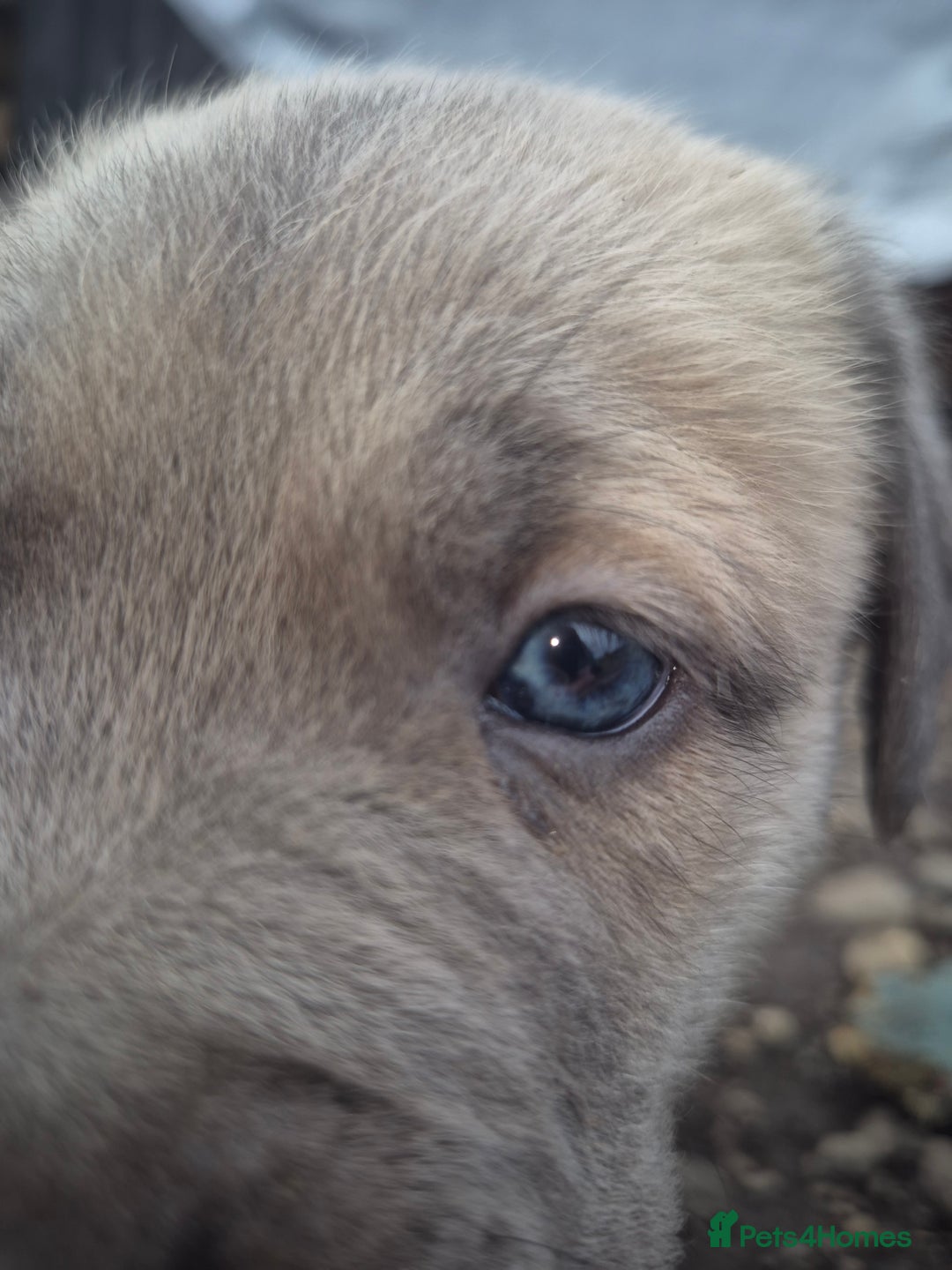 Cane Corso dogs for sale: Class Corsos  - Image 11
