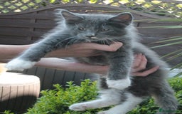 Maine Coon cats for sale: Boy 2 - Rain  - TICA Pedigree Kittens - Imported Parents - Image 8