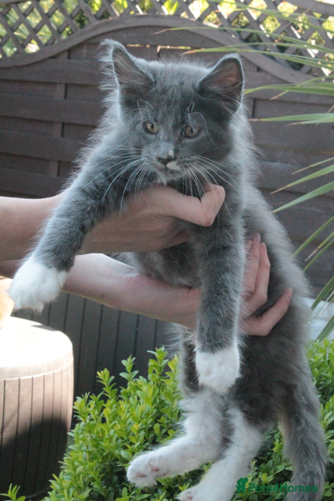 Maine Coon cats for sale: Boy 2 - Rain  - TICA Pedigree Kittens - Imported Parents - Image 8