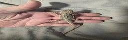 Bearded Dragon reptiles for sale: Baby bearded dragons for sale £80 each  - Advert 4
