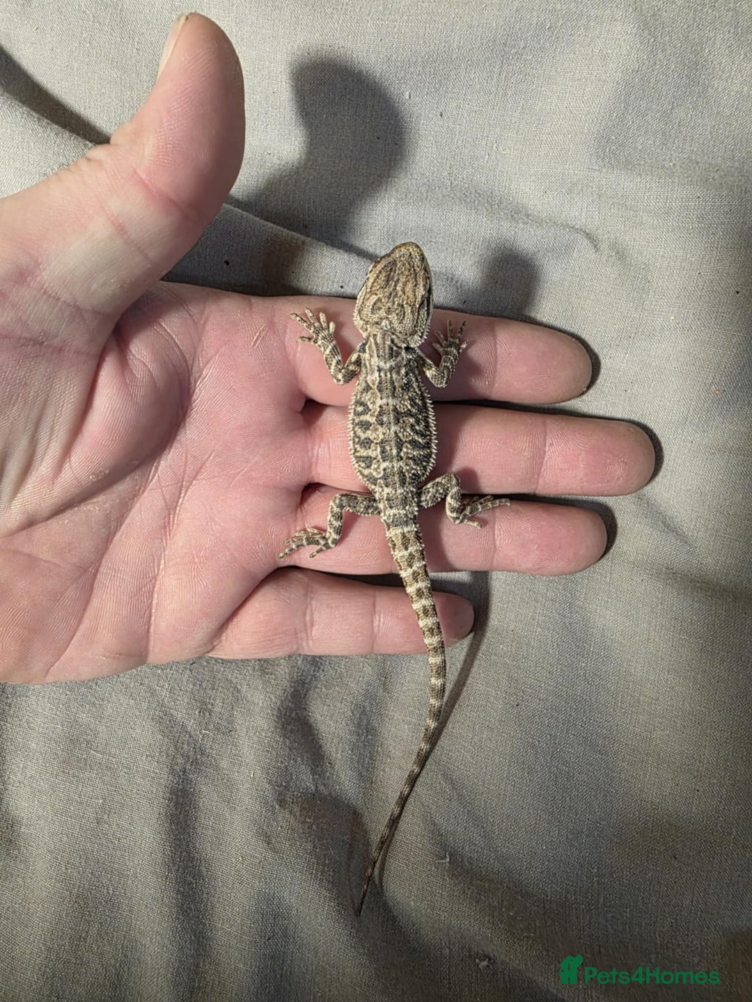 Bearded Dragon reptiles for sale: Baby bearded dragons for sale £80 each  - Advert 4