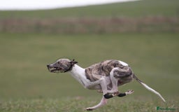 Whippet dogs for stud: Whippet  for stud top quality  - Image 6