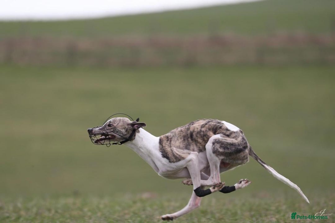 Whippet dogs for stud: Whippet  for stud top quality  - Image 6