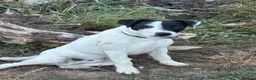 Jack Russell dogs for sale: Jack Russell dog 6 months old  - Advert 6