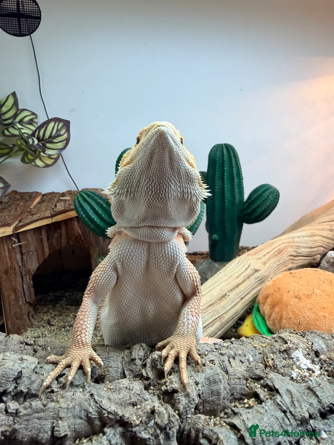 Bearded Dragon reptiles for sale: Bearded dragon for sale in King's Lynn - Advert 4