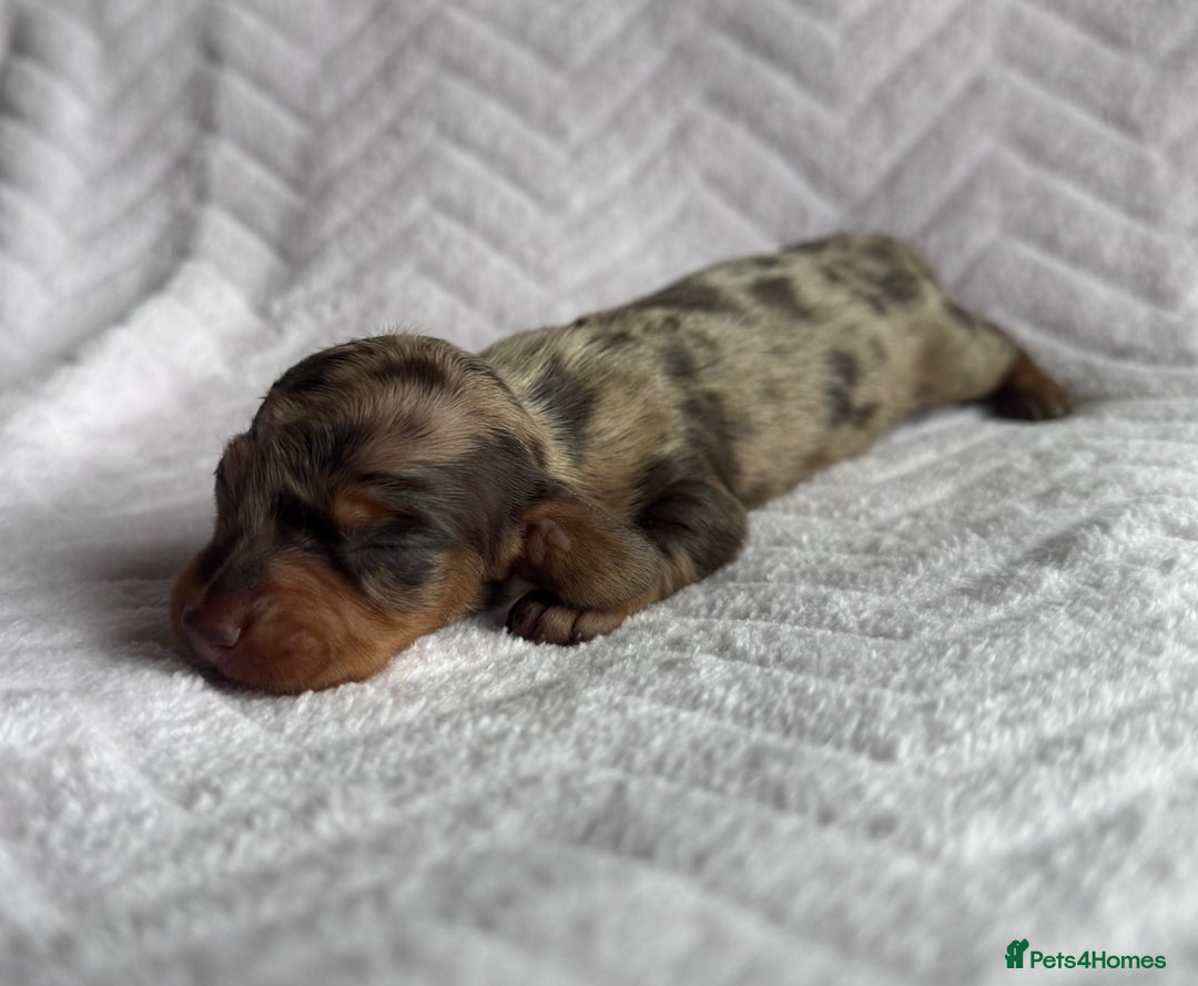Miniature Dachshund dogs for sale: 🏆Champion Show Lines Kc Miniature Dachshunds 🏆 - Image 4