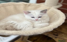 Ragdoll cats for sale: Gorgeous litter of bicolour kittens GCCF reg - Image 19