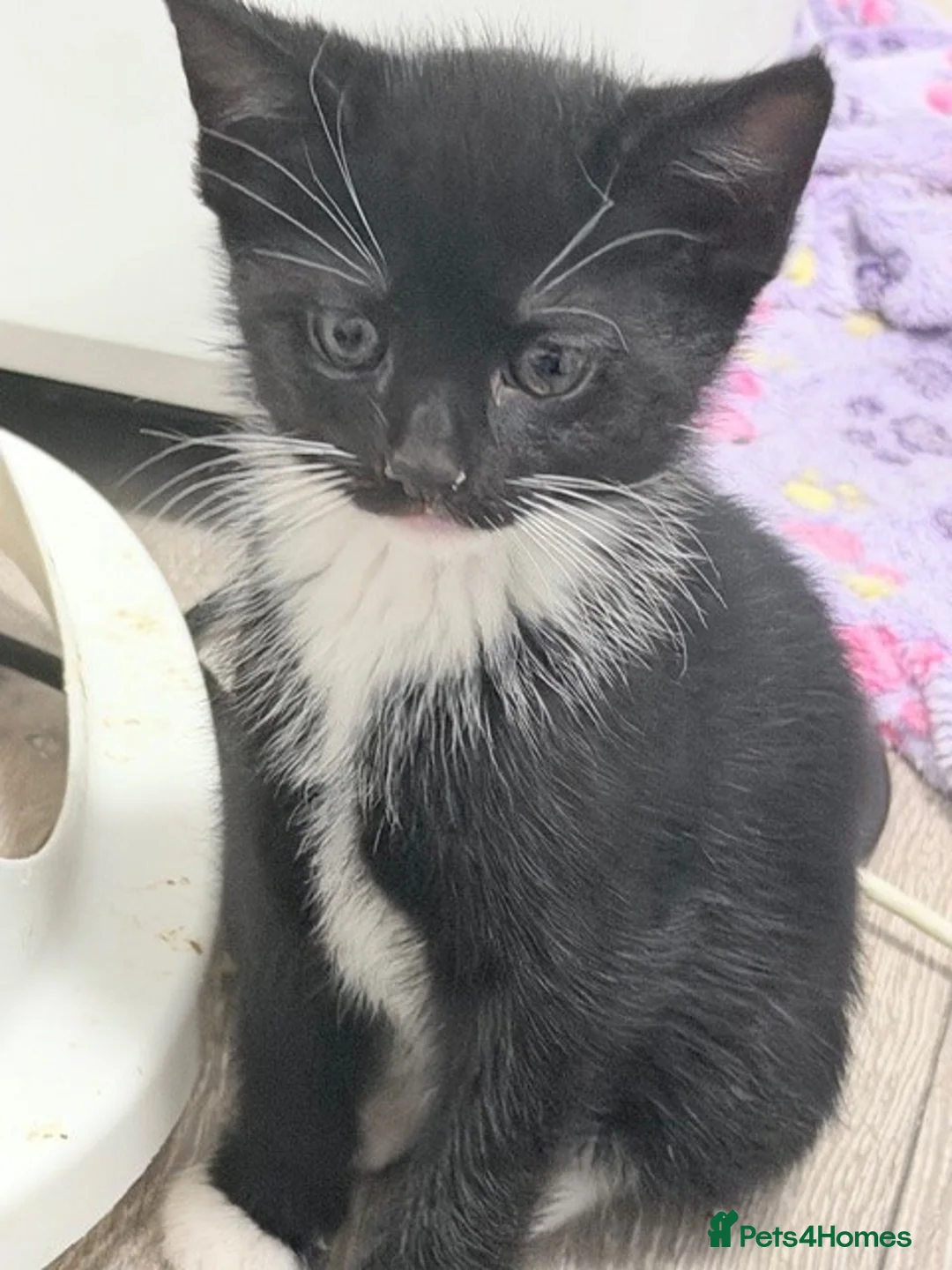 Mixed Breed cats for sale: welcome you to my 3 beautiful kittens in Barnet - Advert 8