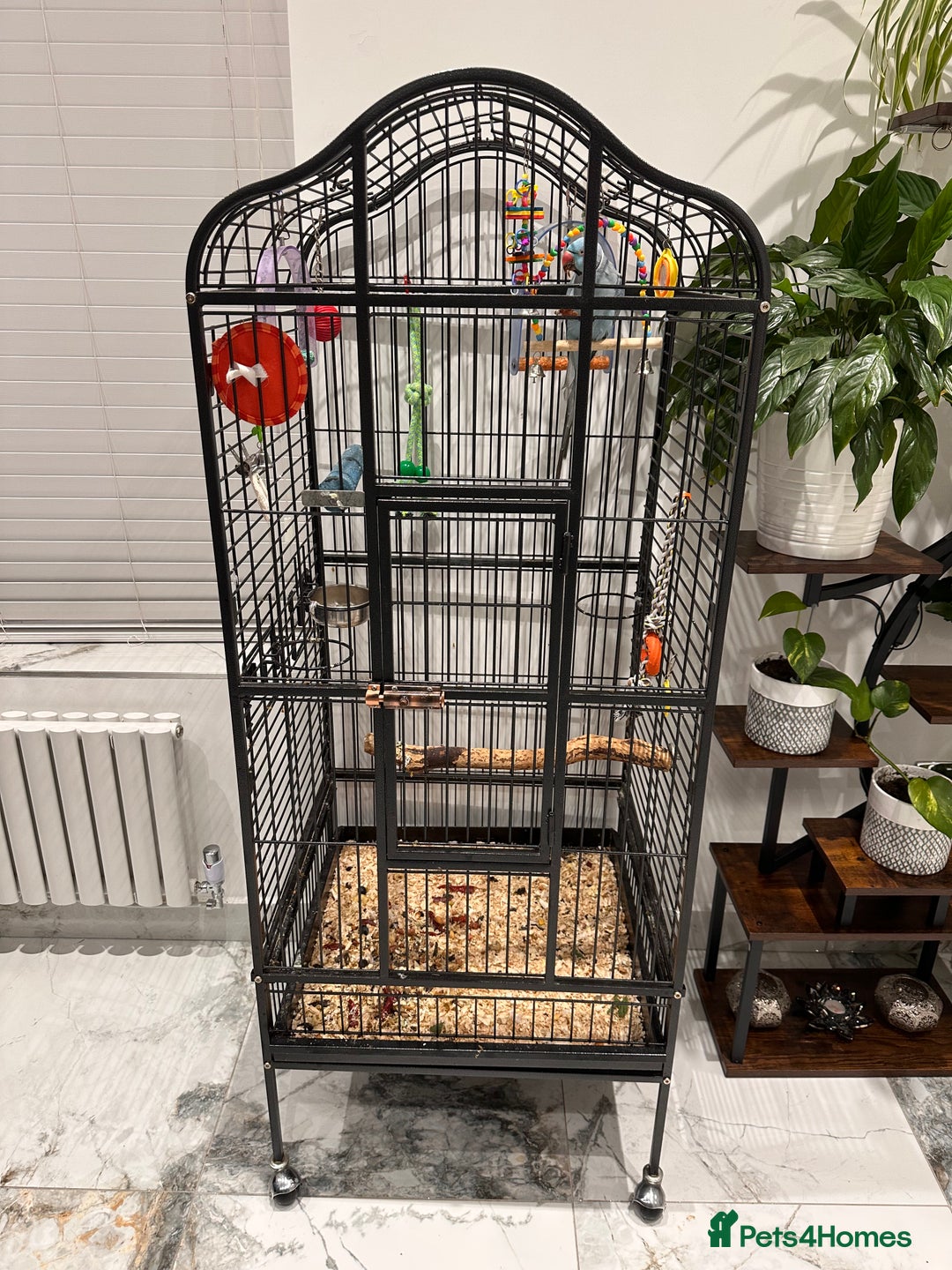 Ringnecks birds for sale: Indian Ringneck Parrot  - Advert 7