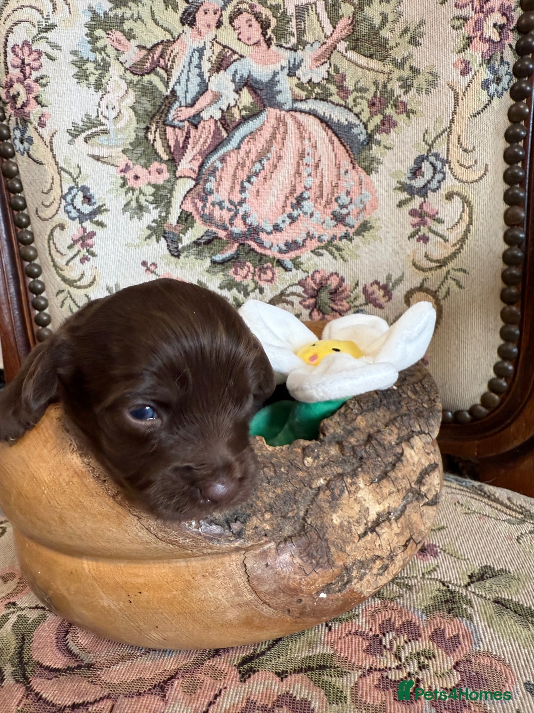 Shihpoo dogs for sale: ✨ Beautiful Shihpoo Puppies ✨  - Image 12