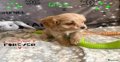 Cavapoo dogs - Advert 12