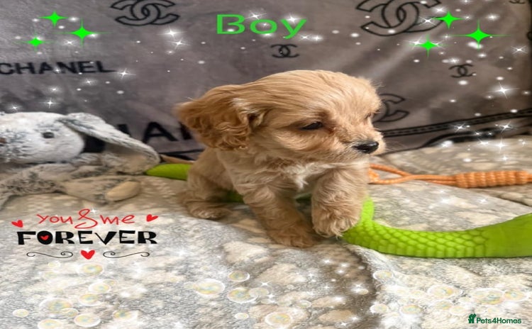 Cavapoo dogs - Advert 3