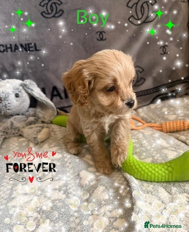 Cavapoo dogs - Advert 4