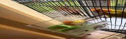 Lovebirds birds for sale: Beautiful Bonded Tame Pair of Lovebirds 1 year old - Advert 17