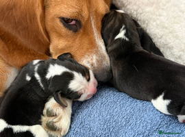 Beagle dogs Beagle for sale  - Advert 8