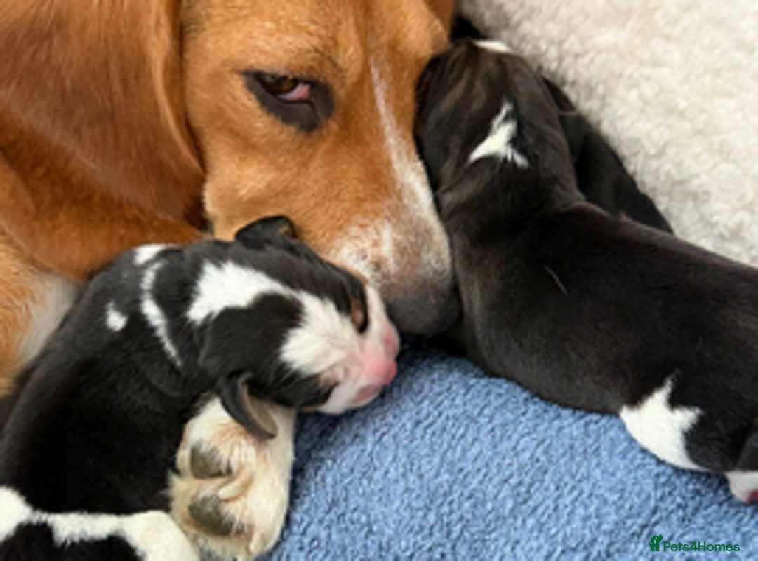 Beagle dogs for sale: Beagle for sale  in Dagenham - Advert 1