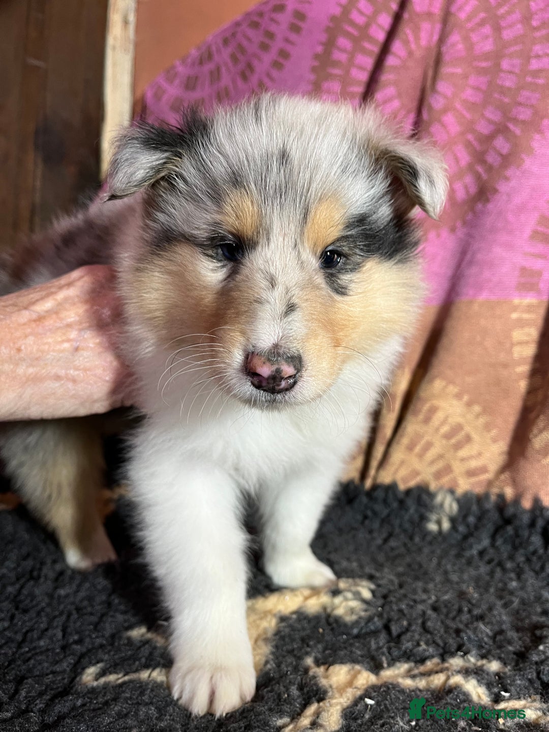 Rough Collie dogs for sale: Rough Collie puppies for sale - Advert 3
