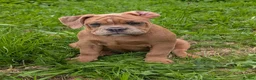 Olde English Bulldogge dogs for sale: Olde English bulldogge  - Advert 10