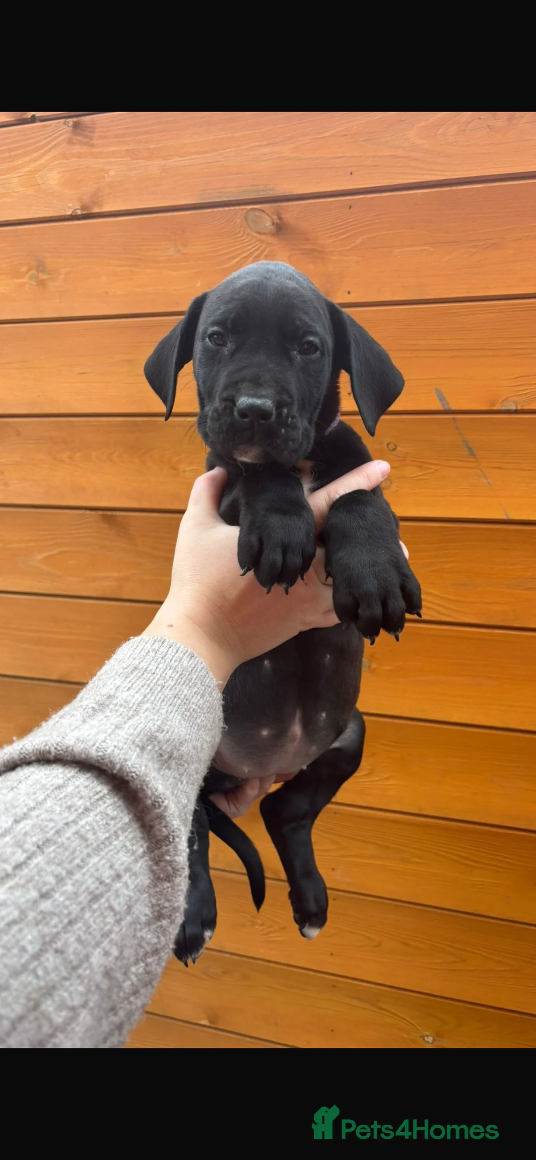 Presa Canario dogs for sale: Presa Canario puppies REDUCED  - Advert 22