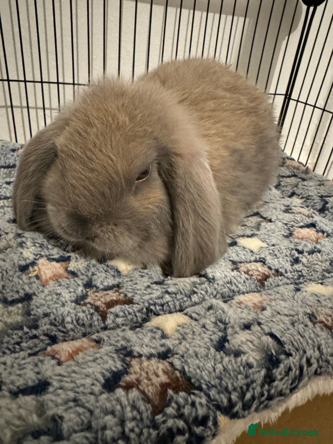 Mini Lop rabbits for sale: Rabbit looking for loving home  - Image 1