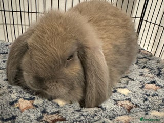 Mini Lop rabbits - Advert 2