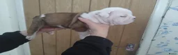 English Bulldog dogs for sale: STUNNING PUPS FROM HEALTH TESTED PARENTS - Advert 11