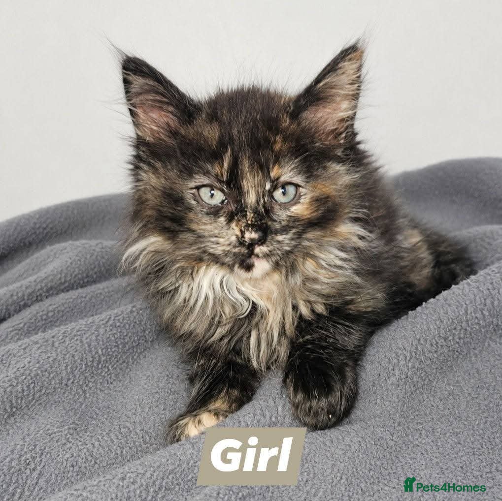 Ragcoon cats for sale: Ragcoons * maine coon x ragdoll * - Advert 12