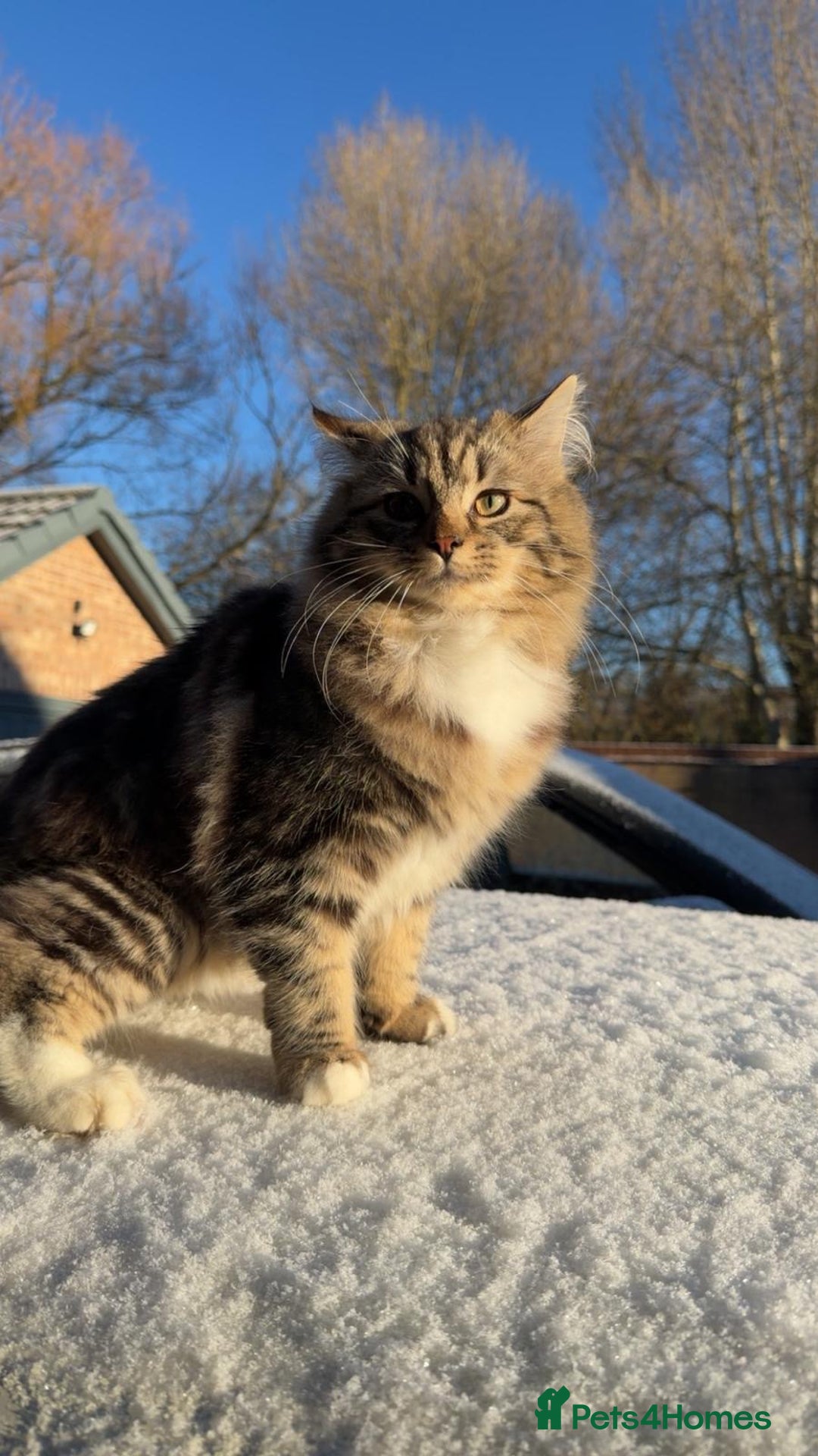 Mixed Breed cats for sale: Ragdoll and Russian blue kittens  - Advert 5