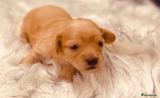 Maltipoo dogs - Advert 5