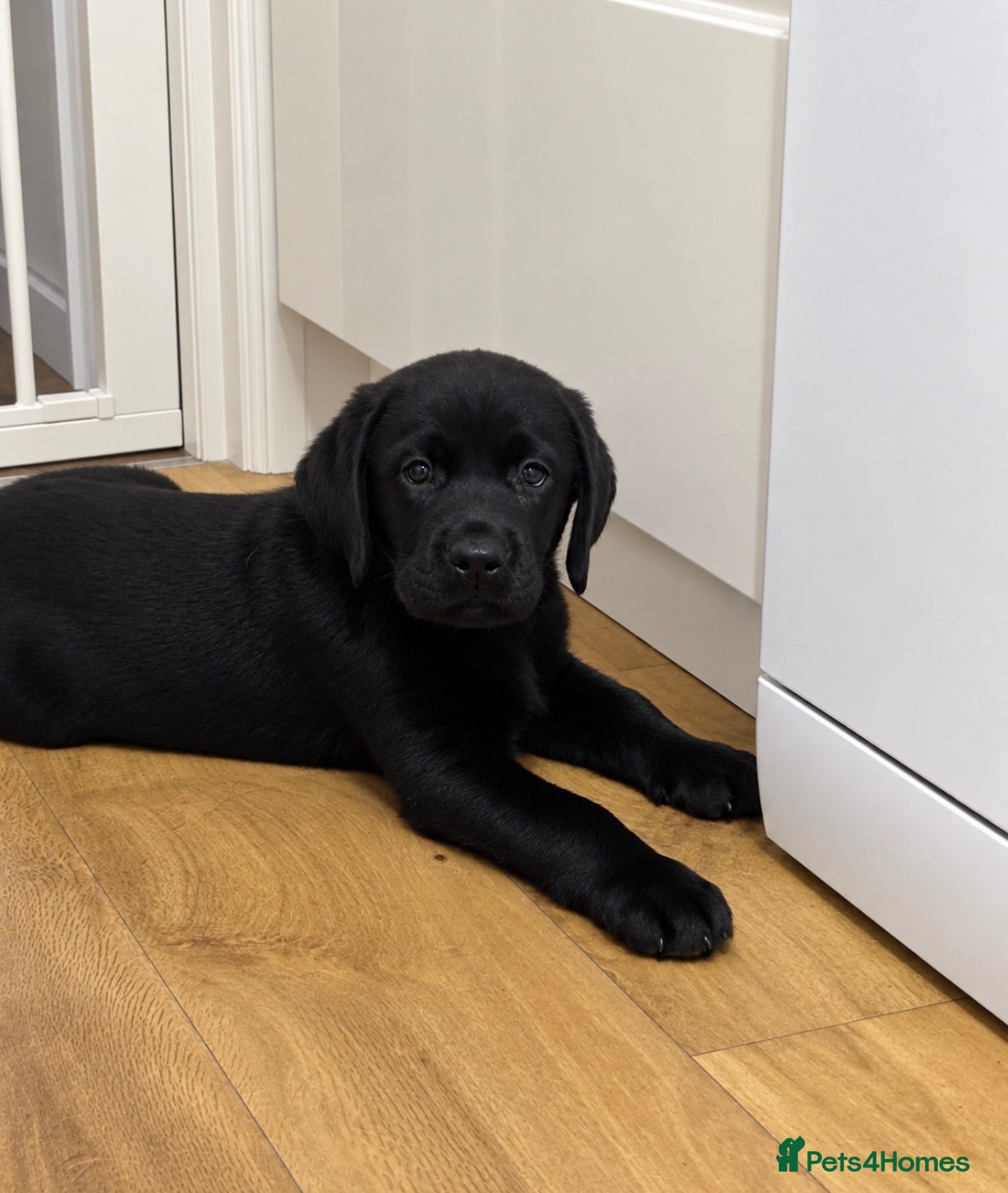 Labrador Retriever dogs Stunning Black & Yellow Show Pups - Advert 1