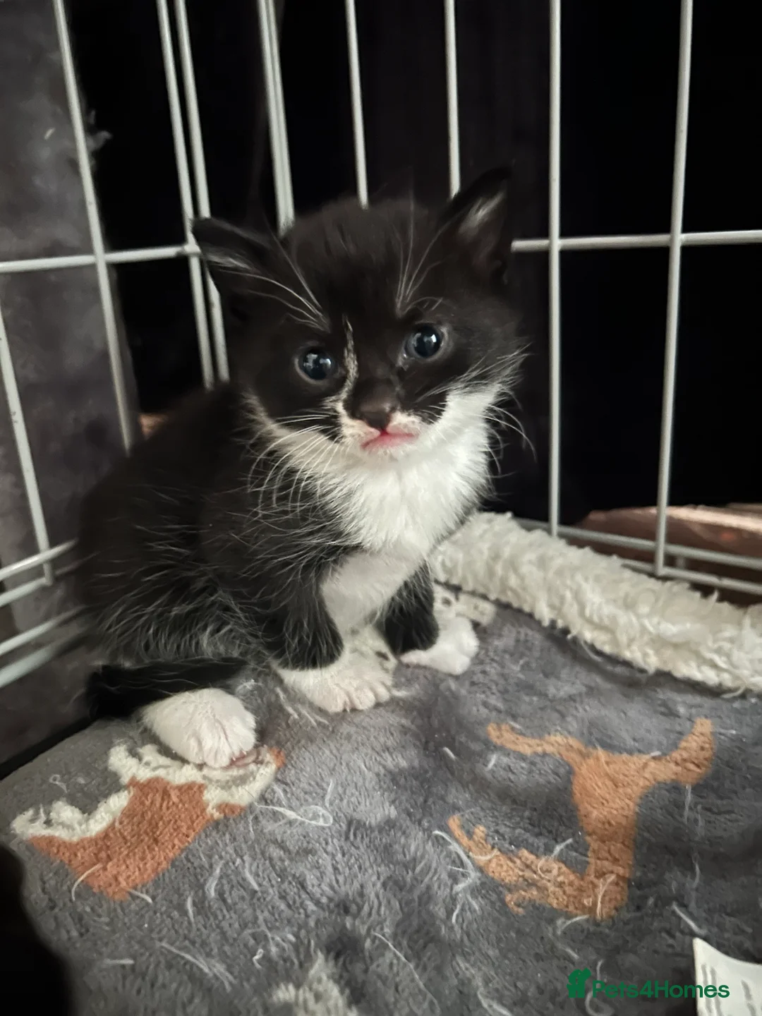 Mixed Breed cats for sale: 3 beautiful kittens. - Advert 3