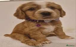 Cocker Spaniel dogs for sale: Cocker spaniel pups for sale  - Image 18
