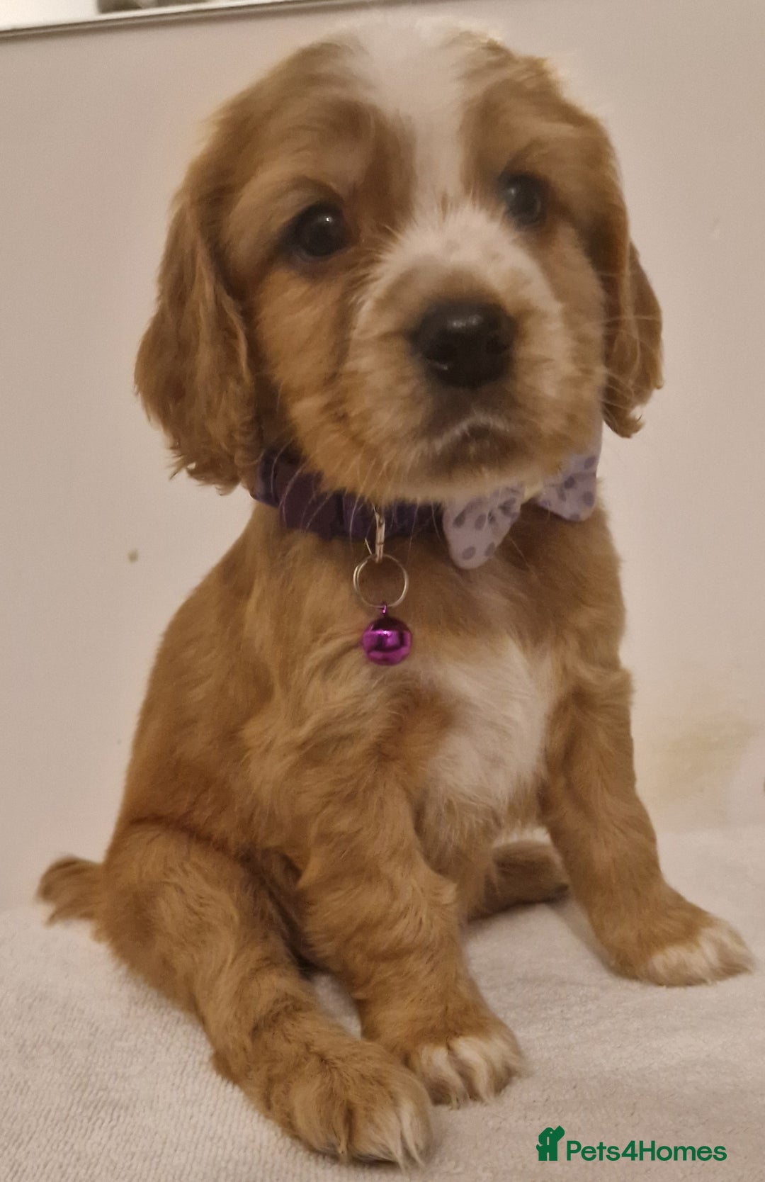 Cocker Spaniel dogs for sale: Cocker spaniel pups for sale  - Image 18