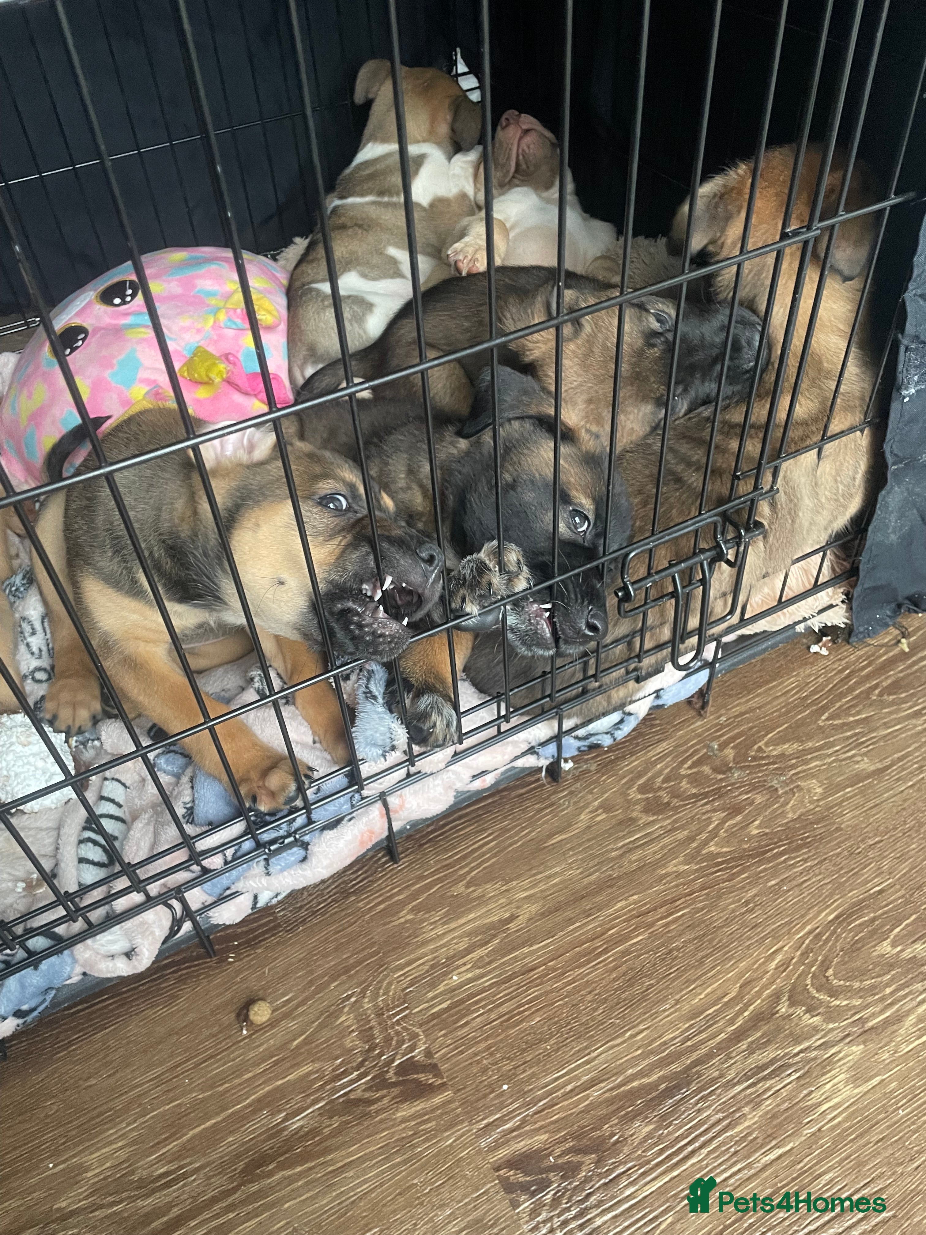 Mixed Breed dogs Bullsky puppies  - Advert 20