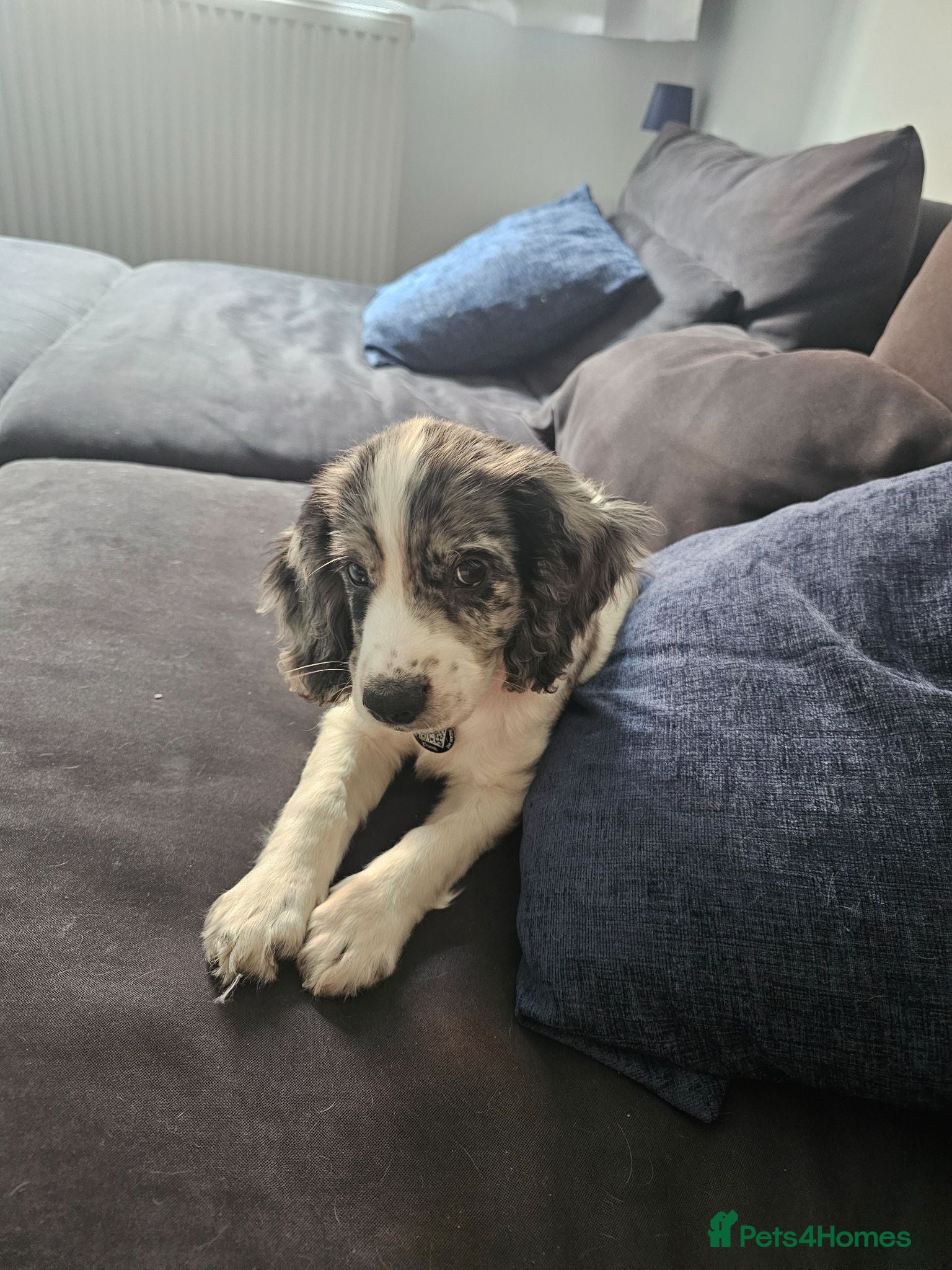 Cocker Spaniel dogs 12 WEEK COCKER SPANIEL BITCH FOR SALE - Advert 1