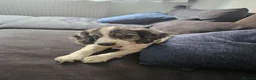 Cocker Spaniel dogs for sale: 12 WEEK COCKER SPANIEL BITCH FOR SALE - Advert 1